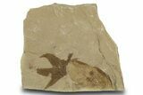 Fossil Sycamore Leaf and Laurel Leaf - Green River Formation, Utah #334347-1